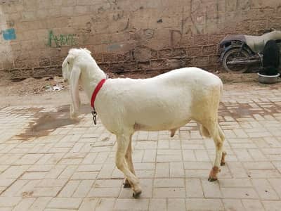 damba for sale