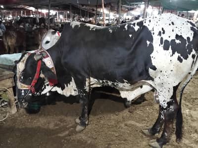 QURBANI 2026 STOCK