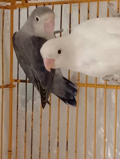 working lovebirds available very reasonable price.