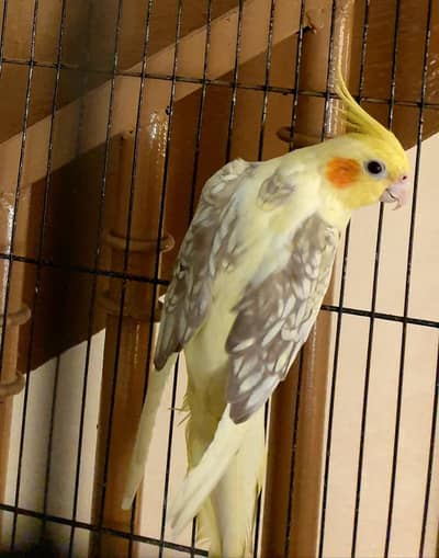 Cocktail Breeder female