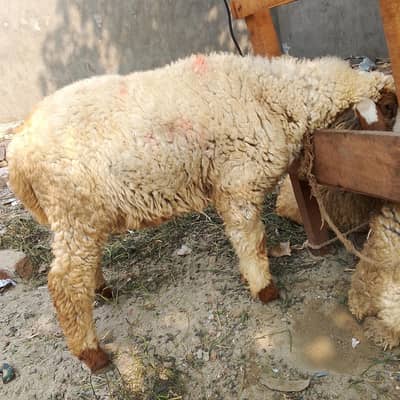 1 male sheep mean 1 chatra for sale price 45000