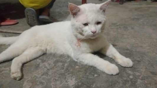 male Persian cat