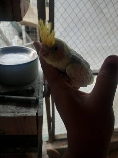 Cocktail Chicks Available For Handtame