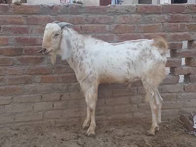 qurbani bakre desi 3185461922