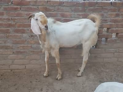 qurbani bakre desi 3185461922 1800 per kg