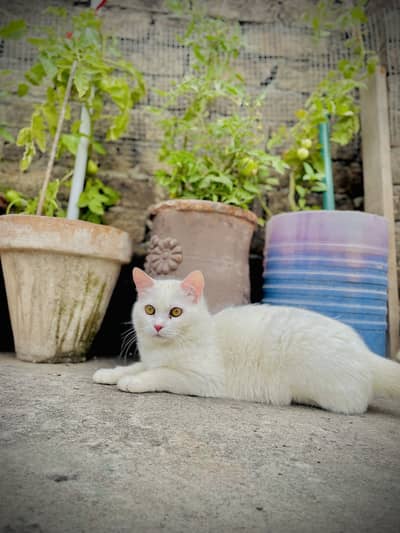 Kittens for sale each 11k