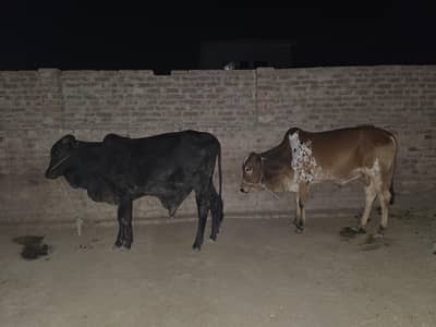 2 Cows Ready for Qurbani Jet Black and Brown White