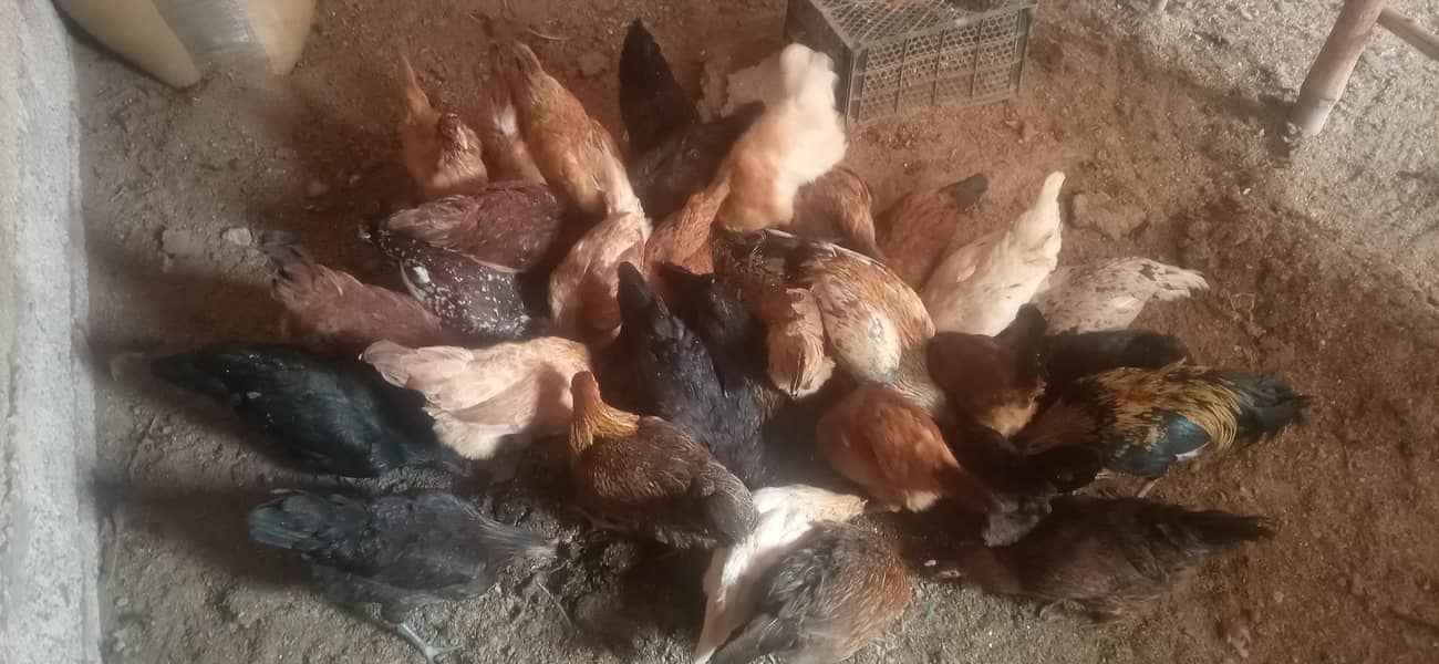 hen s 1