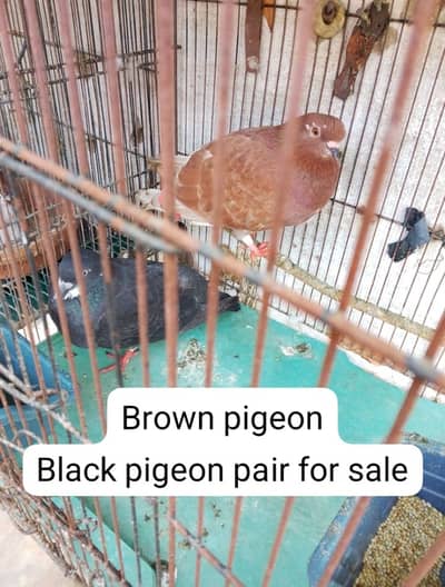 2 pair for sale