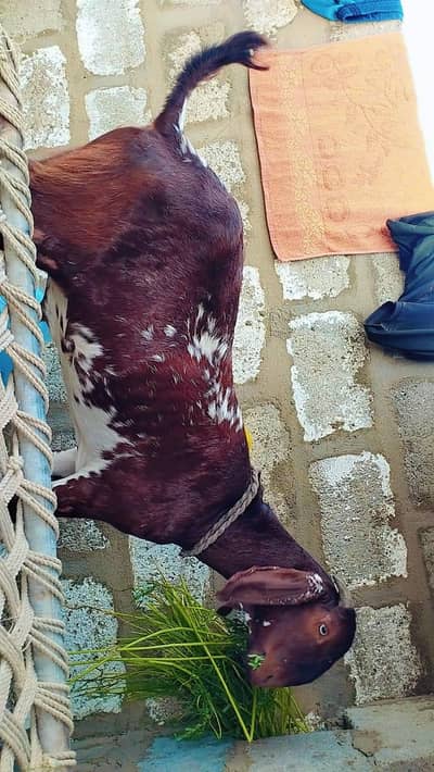Bakra for sale