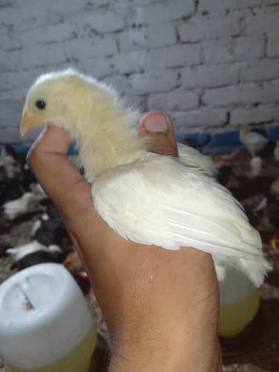 golden misri