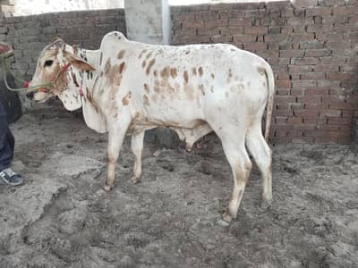 qurbani k janwar for sale
