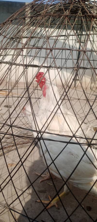 White roster and two hens open for sale.