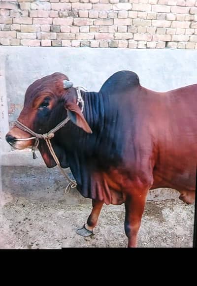 bulls for sale