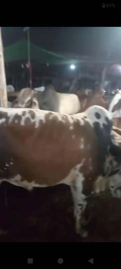 live stock