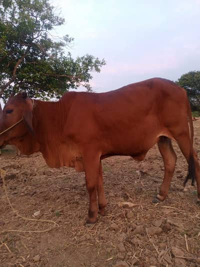 Cow for Qurbani wehri