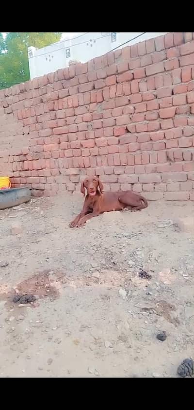pointer female