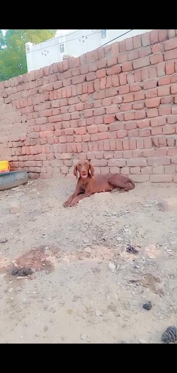 pointer female 0