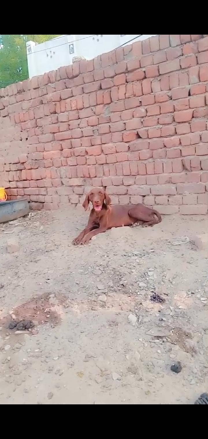 pointer female 1