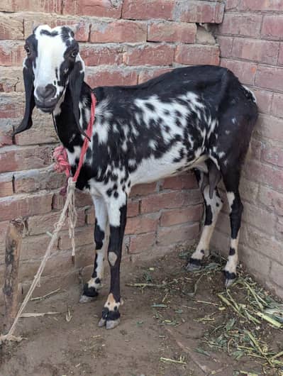 Maki Chenni or Dasi ka Crose Bakri For sale 03261055540_03047949297