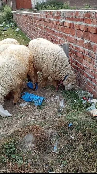 Qurbani Kay Chatray For Sale information on description