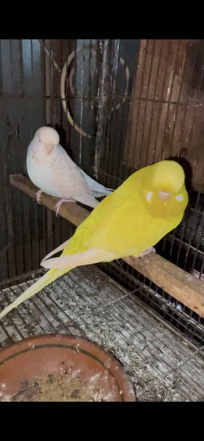 king exhibition breader pair
