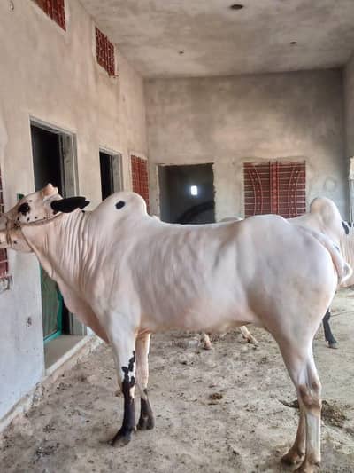 4 Teeth Bull Contact no 03145243360