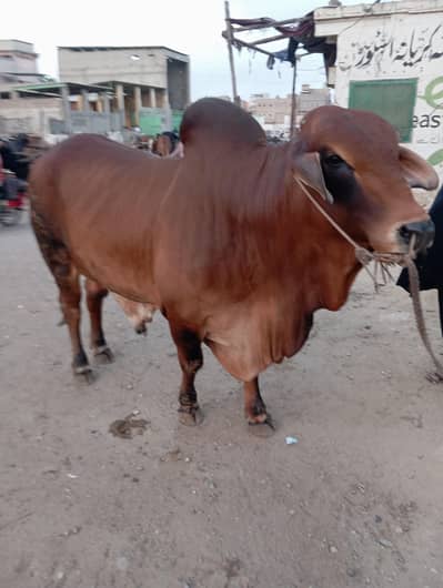 pure sahiwal bachra qurbani 2026