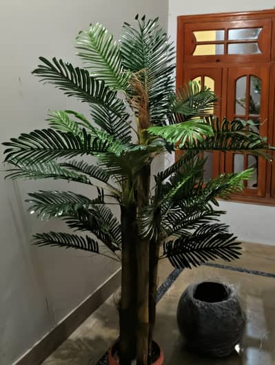 Areca Palm tree