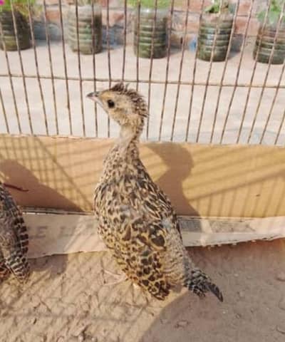 male chick