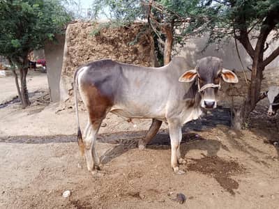 bull for Qurbani. 03423669861