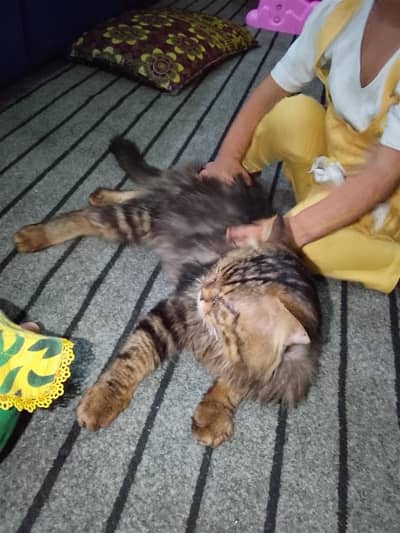 Persian long coat cat male