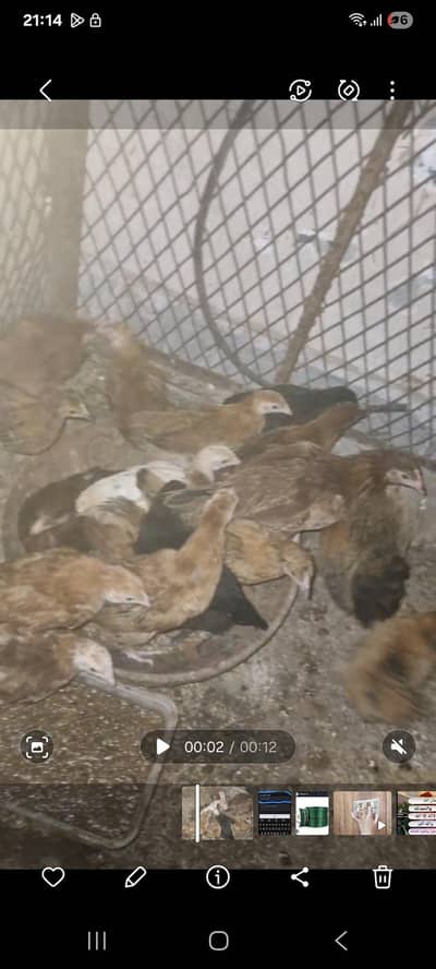 hens for sale