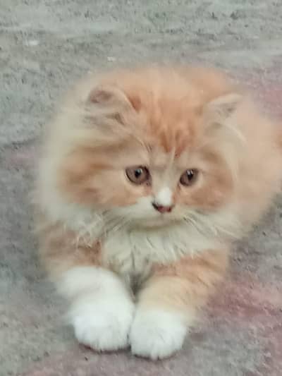 kitten