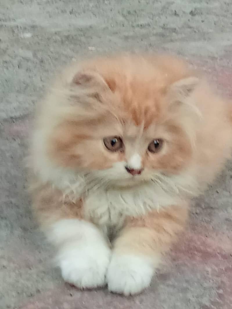 kitten 0