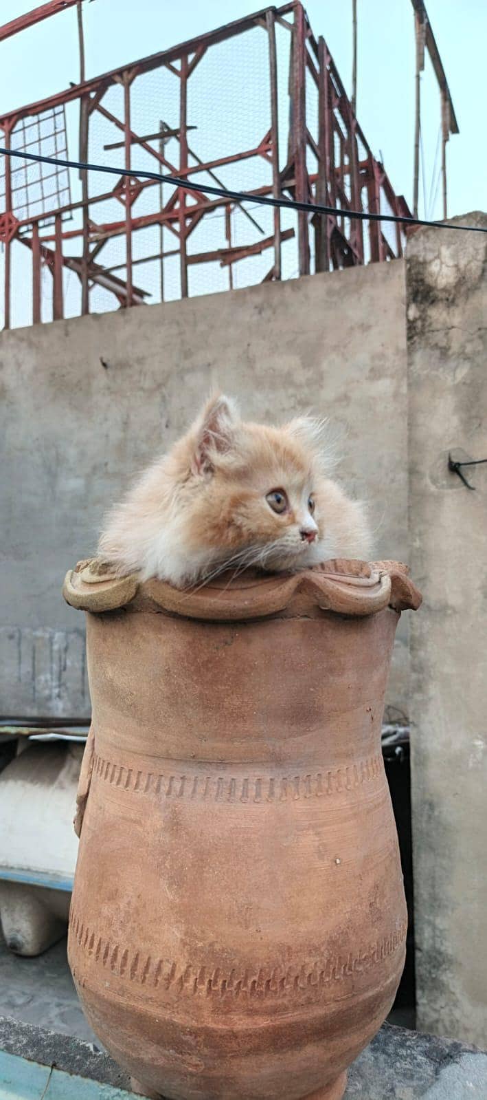 kitten 1