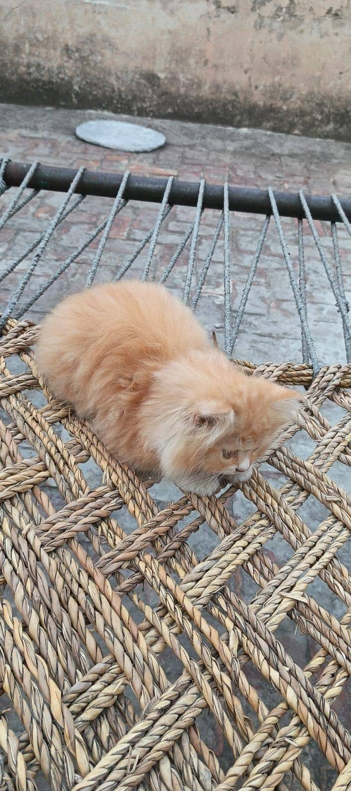 kitten 2