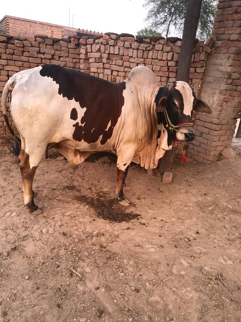 brhamn 1