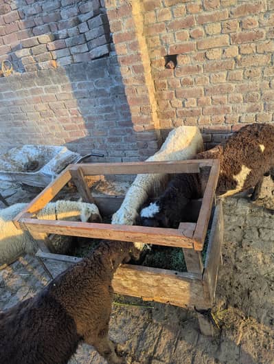 sale goats