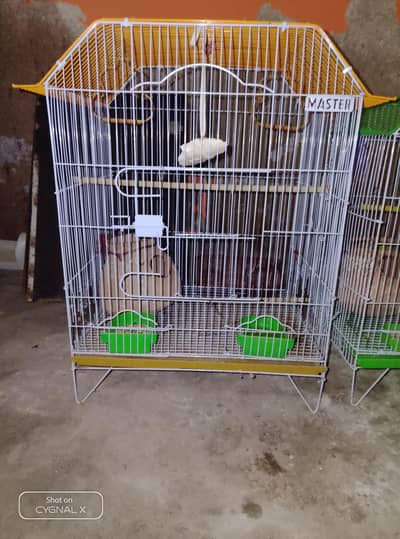 cage love bride