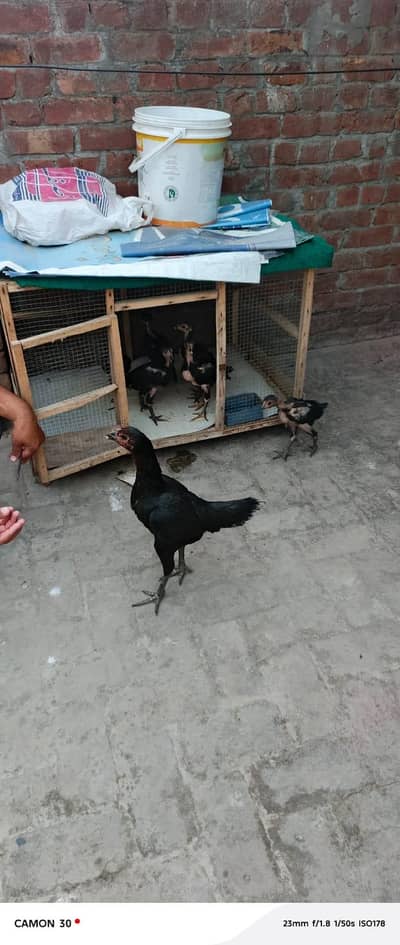 Pure Thai Murghi