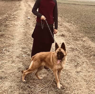 Belgian shepherd female dog for sale