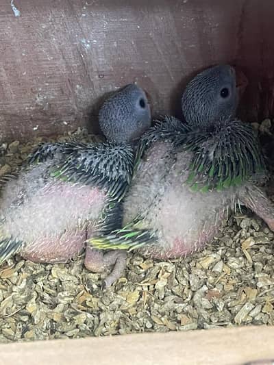 Ringnack chick available