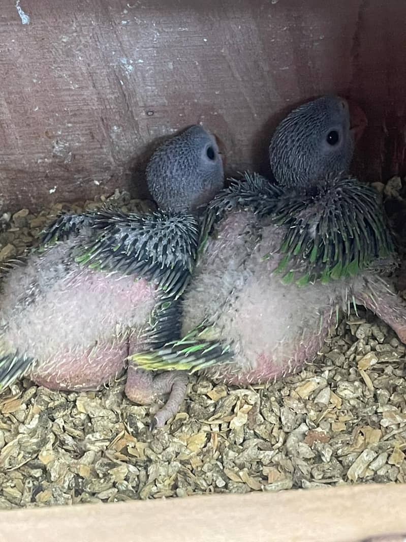 Ringnack chick available 0