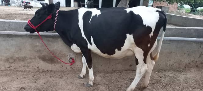 cow for sale mouh say 2 dant gaban