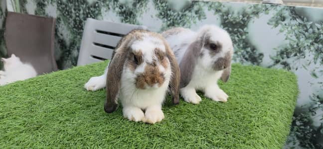 Imported Holland Lop Bunnies Rabbit