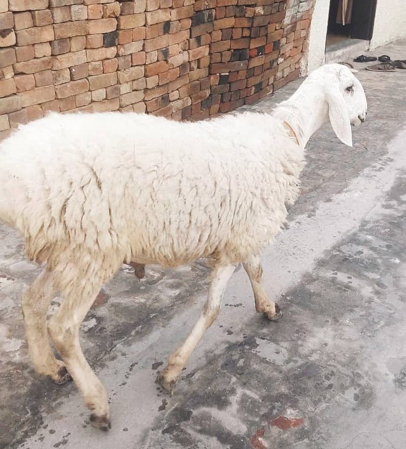 healthy sheep for eid 0