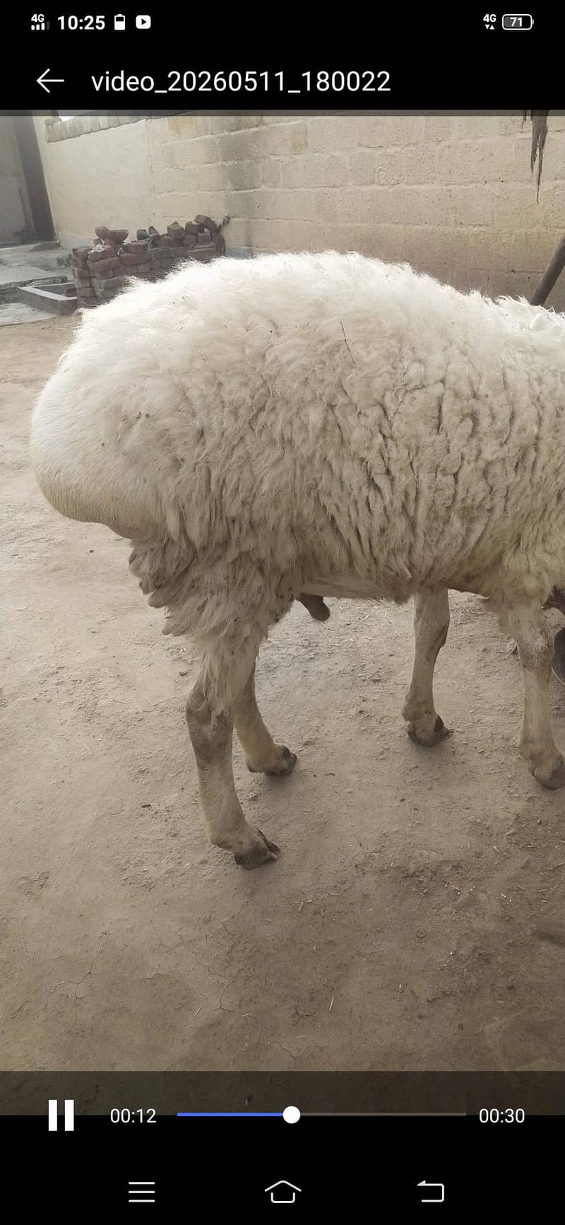 healthy sheep for eid 1