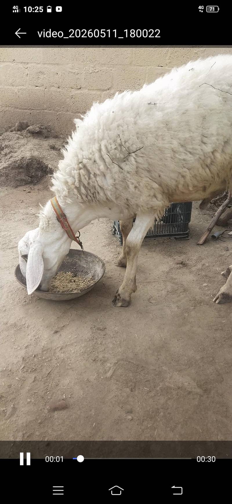 healthy sheep for eid 2