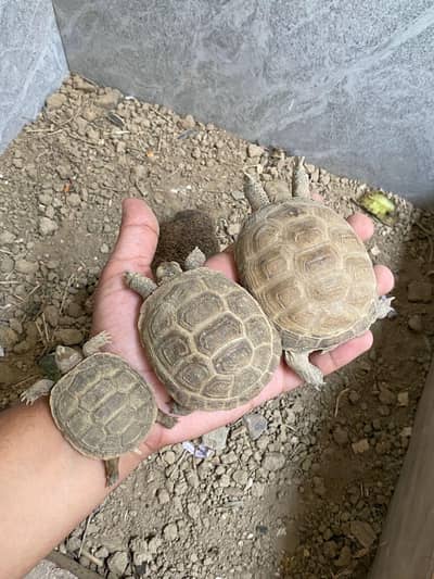 Russian tortoise Horsefield Tortoise Central Asian Tortoise